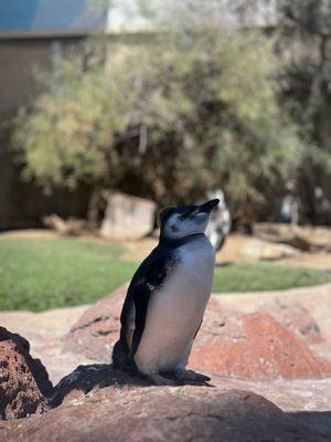 Little Magellan pinguin