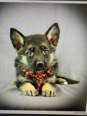 German shepherd Puppy
