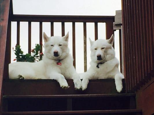 Biddle's Home Repair