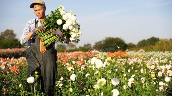 Sunny Meadows Flower Farm
