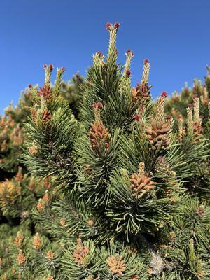 Port Orford Heads State Park