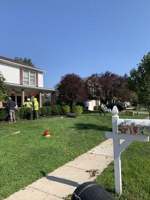 Dogwood Tree Service