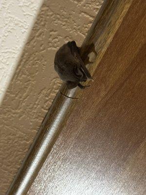 A Mexican Free Tailed Bat inside a home in Austin