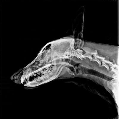 Small Animal, Large Animal, Equine, Chiropractic, Podiatry, and Orthopedic X-Ray!