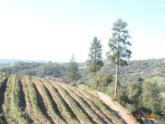 Aren't the vinyards in San Andreas beautiful?