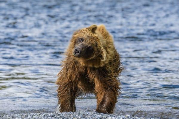 Stephen Gorman - The Art of the Wild