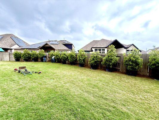 Elite Tree Specialist