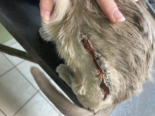 Northern Valley Animal Clinic