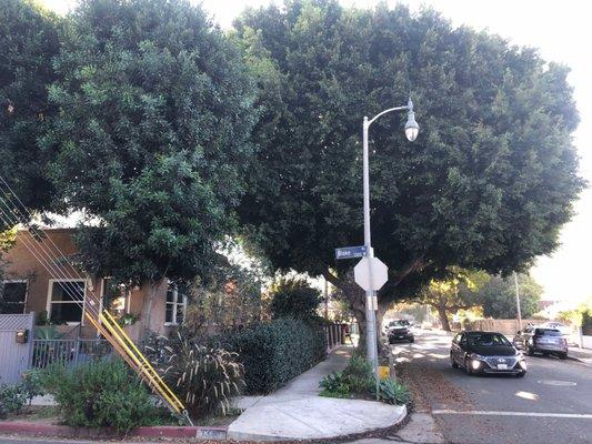 Giulia Heiman - La Real