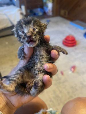 Fishers Furry Friends