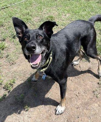 One of our frequent boarders. His name is Buddy.