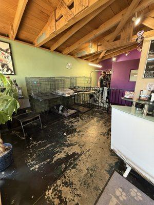 The Stone Dog Grooming Salon