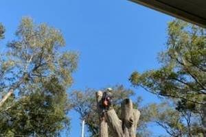 All Weather Tree Service