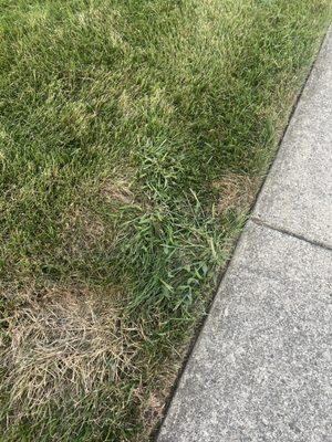 Nutsedge more going down to our mailbox!