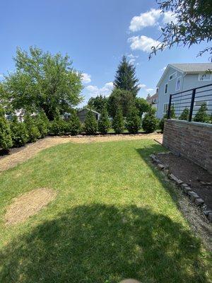 New green giants planted, yard grass seeded