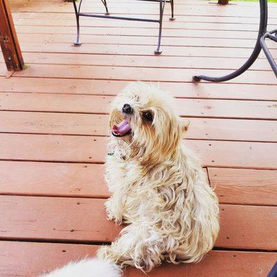 Happy At Home Professional Pet Care