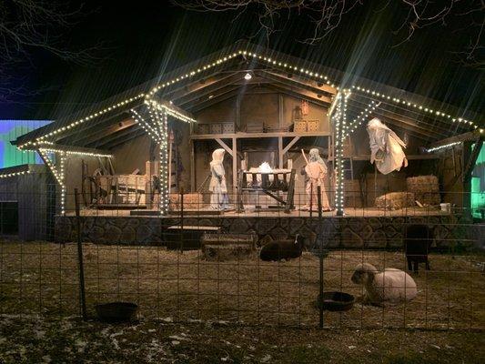 Live animal nativity