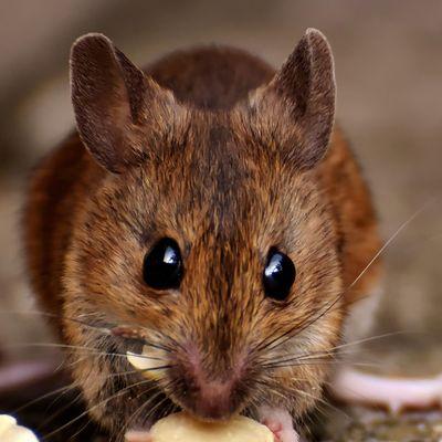 Concrete Pest Solutions