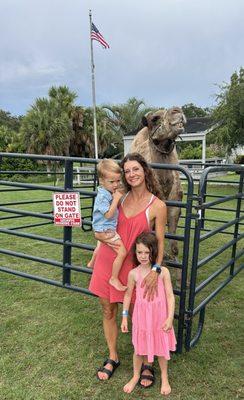 Camel