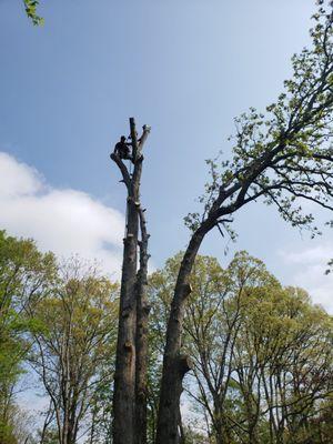 Kingsman Tree Services