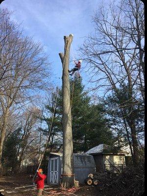 A & Y Tree Services