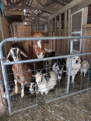 West Central Veterinary Services