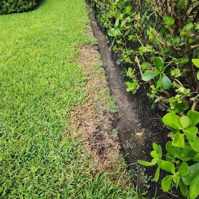 After I pulled all the weeds