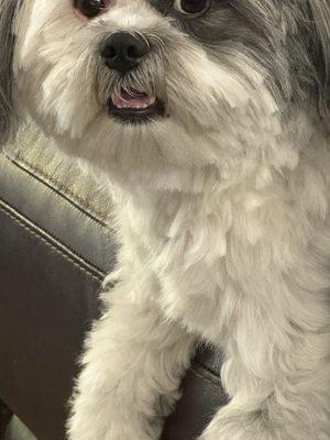 Aleta's Pampered Pooch Mobile Dog & Horse Grooming