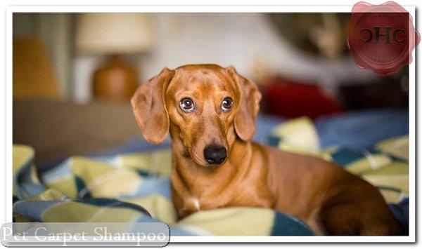 Howells Carpet Cleaning