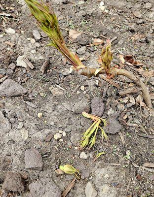 Bw Landscaping & Snow Removal