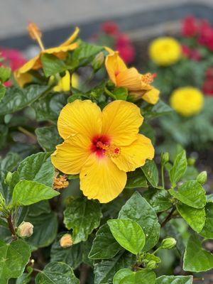 Happy Easter Sunday morning.