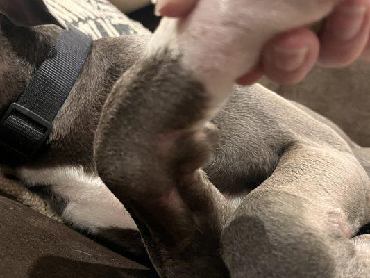 Pet Palace Doggie Day Spa & Resort