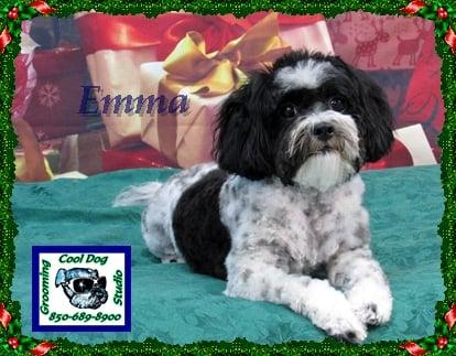 Cool Dog Grooming Studio