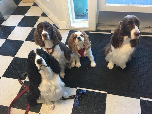 Looking all fur babies!