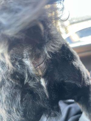 His booty was not cleaned properly