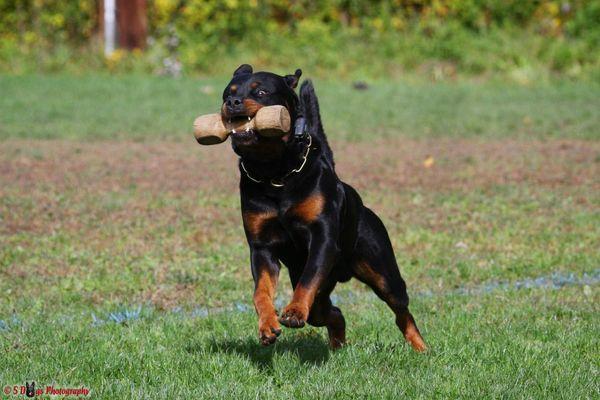 Doug's Dog Training and Daycare