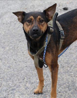 STAR Group, South Texas Animal Rescue Group