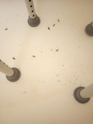 El Solano Apartments