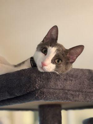 Hernando County Animal Services