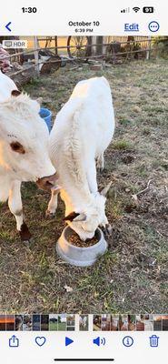 Fleming Feed & Grain