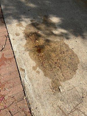 One of many oil stains in my driveway