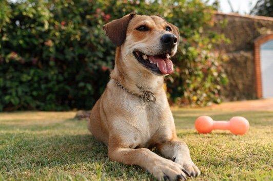 Pet Stop of Western PA