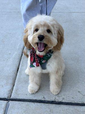 Paw Prints Professional Grooming