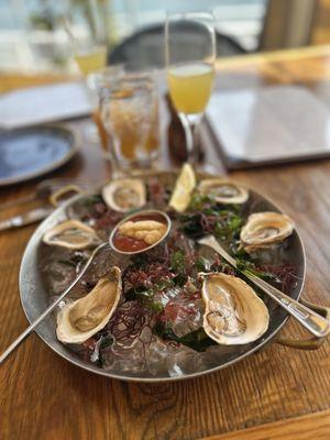 Oysters were delicious!