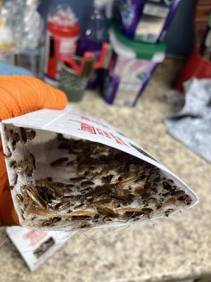 Insect X Pest Solutions