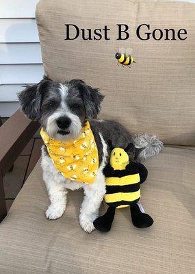 Pet friendly cleaning!