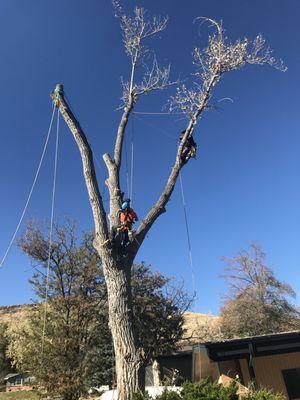Large cottonwood removal