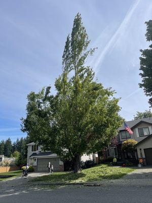 Adalid Treewalker Services