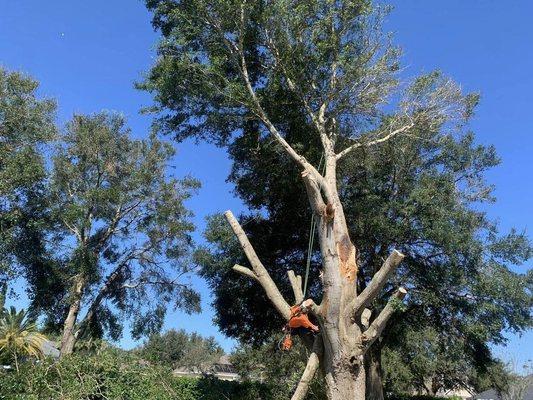 Southfield Tree Care