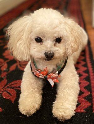 Best dog groomers in Brunswick/Bath/Harpswell area! Thank you Details4dogs. Paris loves you